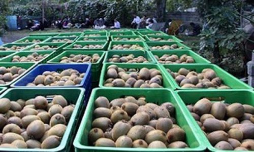 آغاز صادرات کیوی گیلان با ۹۷ کامیون بار