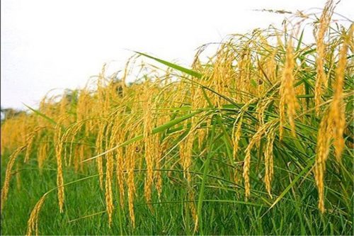 آغاز برداشت مکانیزه برنج در گیلان
