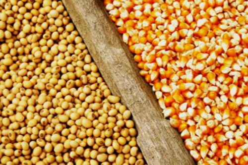 توزیع بیش از ۷۸ هزار تن سویا در واحدهای مرغداری استان گیلان
