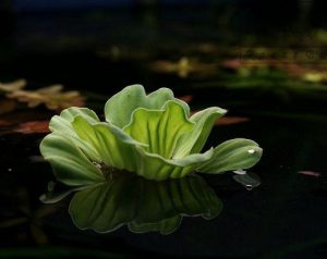 هجوم گیاه مهاجم کاهوی آبی به استخرهای طبیعی گیلان/ورود مهمان ناخوانده جدید پس از آزولا و سنبل آبی