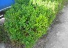 پیش بینی اختصاص بیش از ۳ میلیارد تومان اعتبار برای مبارزه با آفت درخت شمشاد در گیلان پیش بینی اختصاص بیش از ۳ میلیارد تومان اعتبار برای مبارزه با آفت درخت شمشاد در گیلان