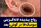 ماجرای لانه گزینی سوسک ها در گوش شهروندان چینی چیست؟/سوسک ها به انسان ها یورش بردند!