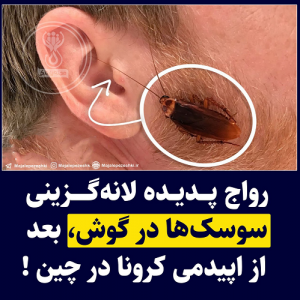 ماجرای لانه گزینی سوسک ها در گوش شهروندان چینی چیست؟/سوسک ها به انسان ها یورش بردند!