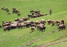 مراتع و جنگل های گیلان باید به دامداران واگذار شود/لزوم جلوگیری از هرگونه تغییر کاربری اراضی و تعیین مستثنیات در استان مراتع و جنگل های گیلان باید به دامداران واگذار شود/لزوم جلوگیری از هرگونه تغییر کاربری اراضی و تعیین مستثنیات در استان
