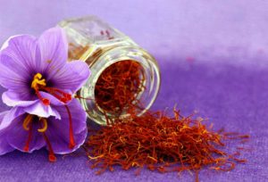 برداشت بیش از ۶۷ کیلوگرم زعفران در گیلان