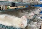 کرونای جدید راسویی چیست و چرا ورود آن به ایران خطرناک است؟/کرونای راسویی در مقابل واکسن مقام است! کرونای جدید راسویی چیست و چرا ورود آن به ایران خطرناک است؟/کرونای راسویی در مقابل واکسن مقام است!