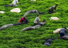 ۴۰۰ ناظر چای منتظر تحقق وعدهها ۴۰۰ ناظر چای منتظر تحقق وعدهها