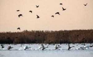 حضور گسترده پرندگان مهاجر در پناهگاه حیات وحش امیرکلایه