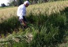 برداشت خوشههای طلائی برنج در گیلان برداشت خوشههای طلائی برنج در گیلان