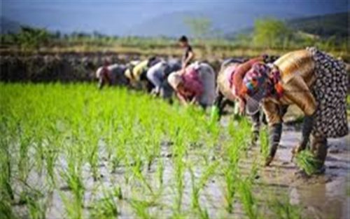 هشدار «نارنجی» هواشناسی کشاورزی در گیلان/ نسبت به جمع‌آوری و انتقال محصول اقدام شود
