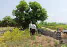 رفع تصرف اراضی ساحلی و حریم کانال آبیاری در شهرستان های لاهیجان و لنگرود رفع تصرف اراضی ساحلی و حریم کانال آبیاری در شهرستان های لاهیجان و لنگرود