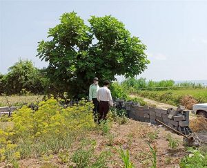 رفع تصرف اراضی ساحلی و حریم کانال آبیاری در شهرستان های لاهیجان و لنگرود