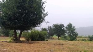 ورود جریانات جنوبی و افزایش تدریجی دمای هوا در گیلان