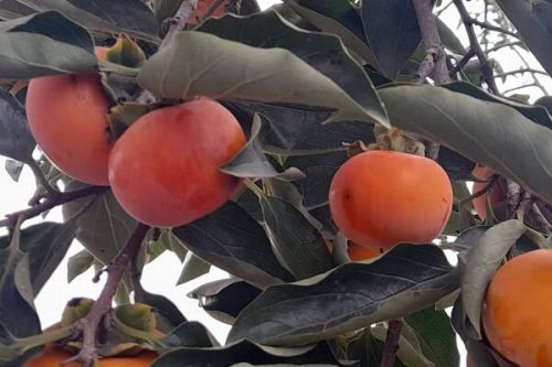 برداشت ۳۶۹ تن میوه خرمالو در رودسر