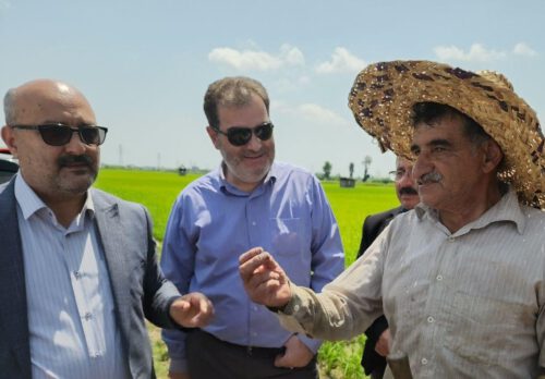 بازدید مسئولان از مزارع شلمان لنگرود