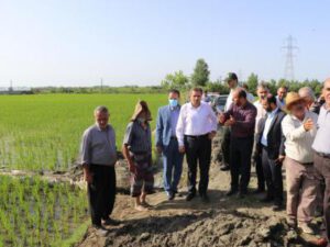 بازدید از اراضی شالیزاری روستای کفترود / پیگیری میدانی وضعیت آرد و نان پیربازار