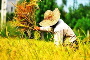 قول وزیر کشاورزی برای کاهش قیمت برنج؛ ۵۰ درصد برنج مصرفی با ارز ترجیحی وارد می‌شود