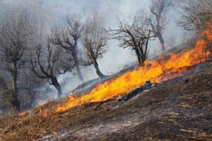 وقوع ۲۷ حریق جنگلی در شمال کشور از ابتدای آذر