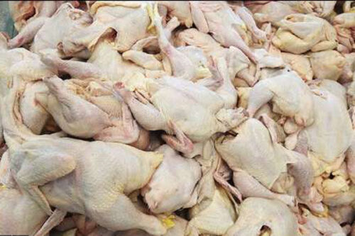 توزیع گوشت مرغ بین بیش از ۳۷ هزار خانوار کم برخوردار گیلانی