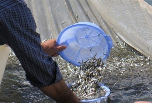 آغاز طرح رهاسازی بچه‌ماهی‌های بومی استخوانی در آب‌بندان‌های گیلان