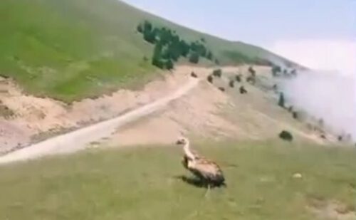 بازگشت یک بهله کرکس به دامان طبیعت در فومن