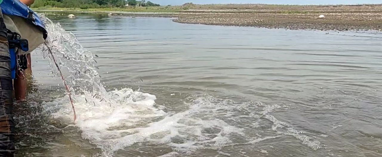 رهاسازی ۵۰۰ هزار قطعه بچه ماهی در تالاب بین المللی انزلی رهاسازی ۵۰۰ هزار قطعه بچه ماهی در تالاب بین المللی انزلی