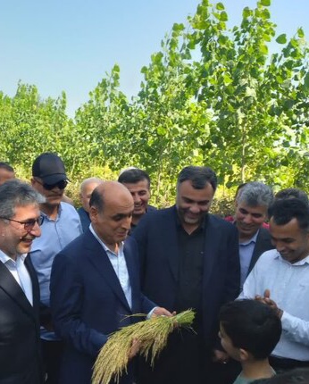 نخستین برداشت مکانیزه برنج سال جاری در صومعه‌سرا آغاز شد