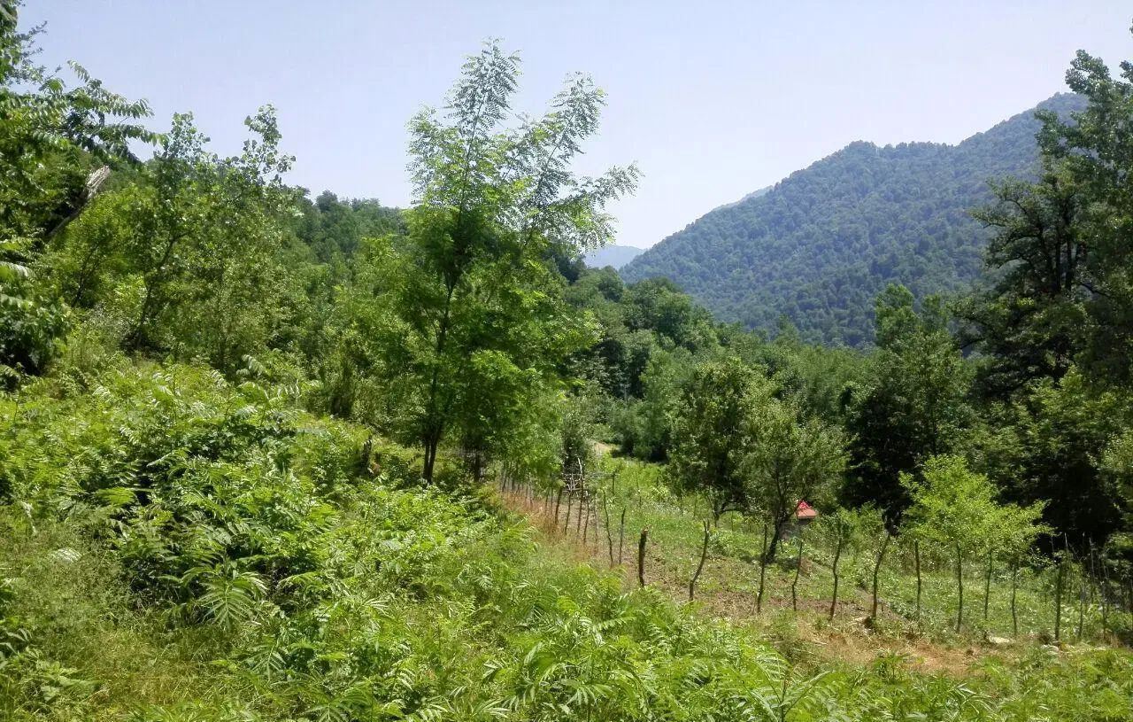 برخورد قاطع با زمین خواری در شهرستان سیاهکل