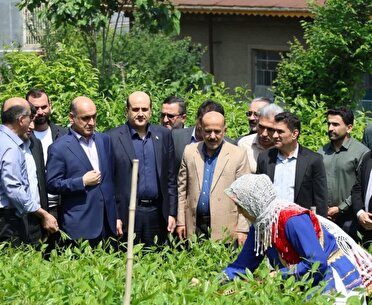 بازدید استاندار گیلان از روند برداشت برگ سبز چای در لاهیجان