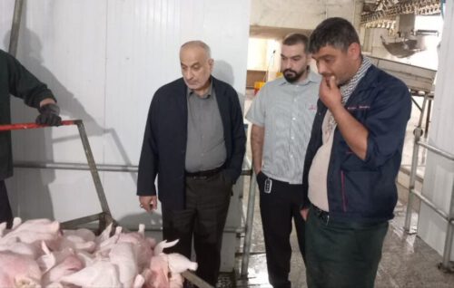 برخورد با گرانفروشی مرغ در سیاهکل و صومعه سرا