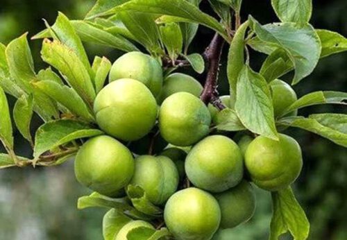 آغاز برداشت گوجه سبز یا آلوچه از باغ‌های گیلان
