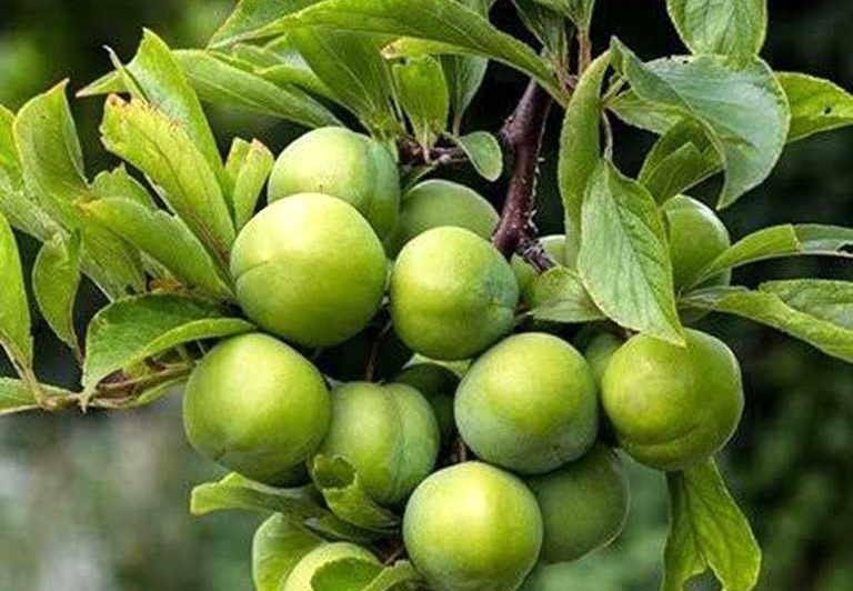 آغاز برداشت گوجه سبز یا آلوچه از باغهای گیلان آغاز برداشت گوجه سبز یا آلوچه از باغهای گیلان