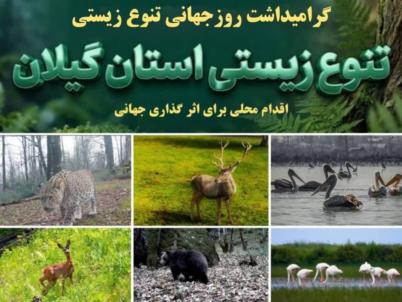 گیلان گنجینهای از تنوع زیستی ایران گیلان گنجینهای از تنوع زیستی ایران