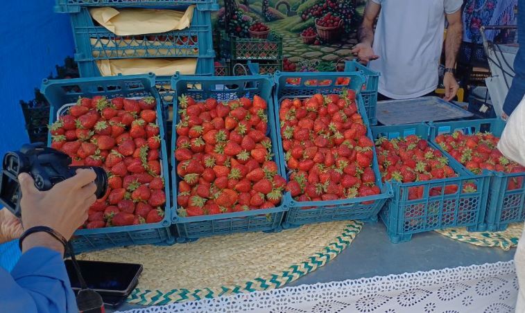 توت فرنگی پیربازار در ویترین نمایش جشنواره محصولات کشاورزی رشت توت فرنگی پیربازار در ویترین نمایش جشنواره محصولات کشاورزی رشت