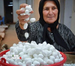 نوغانداران گیلانی برای خرید تخم نوغان عجله کنند نوغانداران گیلانی برای خرید تخم نوغان عجله کنند