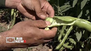 آغاز برداشت باقلا در لرستان 