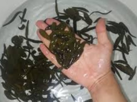 کشف حدود ۲ هزار نخ زالوی غیرمجاز در بندرانزلی