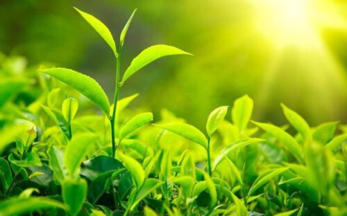 تداو هوای گرم و آفتابی تا ۳ روز آینده