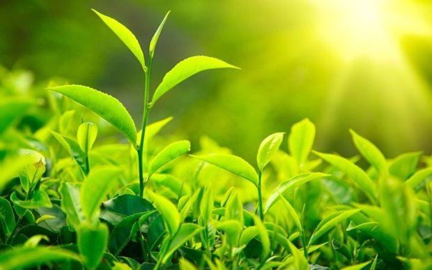 تداو هوای گرم و آفتابی تا ۳ روز آینده