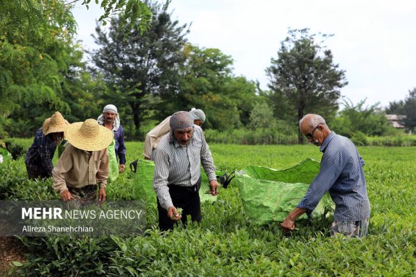 افزایش ۱۵ درصدی تولید برگ سبز چای در رودسر 