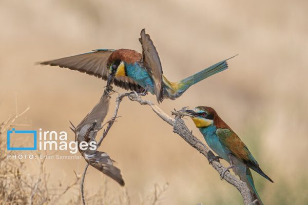 تصاویر یکی از رنگین‌ترین و شگفت‌انگیزترین پرندگان ایران ؛ زنبورخوار را ببینید