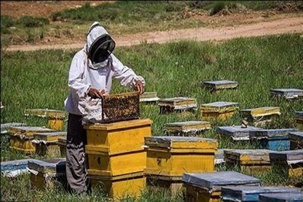 سرشماری برخط زنبورستان‌ های گیلان آغاز شد
